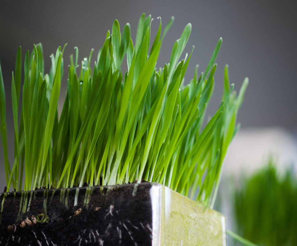 Picture of wheatgrass, a super-food that is important to include in your everyday diet.