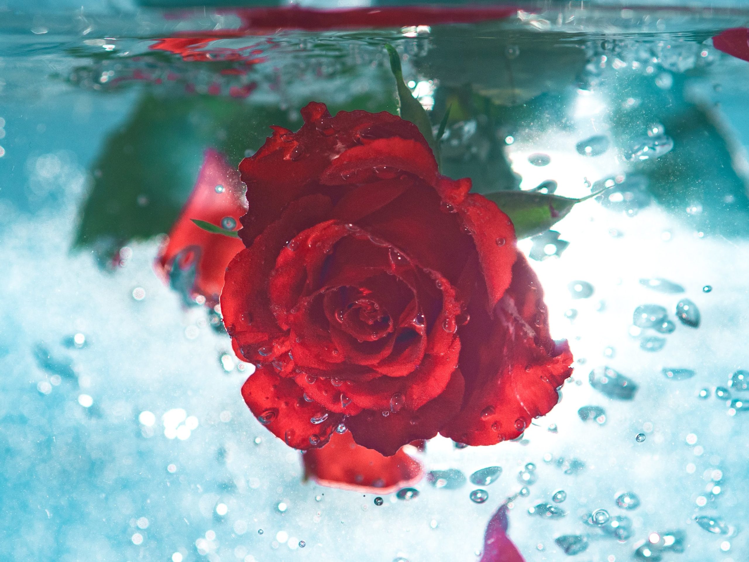 roses in water