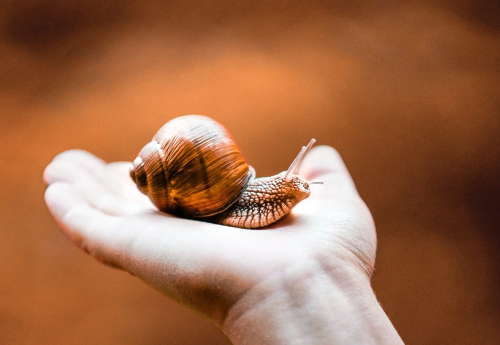 person holding a snail that produces snail mucin